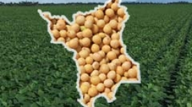 Colheita da Soja - Roraima - 2016