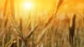 Abertura Oficial da colheita do trigo em Cruz Alta - RS