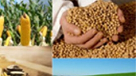 II Simpósio Milho e Soja - Coplacana