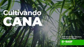 BASF | Cultivado Cana
