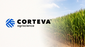 Programa para Incremento da Produtividade de Milho no MS | Corteva