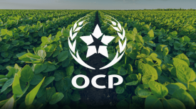 OCP Fertilizantes - Notícias Agrícolas no Marrocos