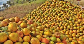 Imagem do dia - Colheita de laranja em Itaí (SP), do produtor João Cardoso