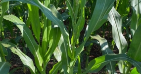 milho em candido mota