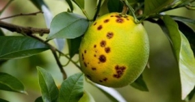 greening laranja citrus citros