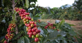 Café - CNA