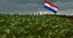 Soja Paraguai