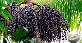 açai-thumb