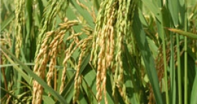 arroz cacheando
