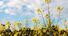 Imagem do dia - Lavoura de canola na Granja Pinheiro em Fortaleza dos Valos (RS), do produtor Paulo Sergio Ceolin