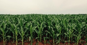 Imagem do dia - Lavoura de milho em Santana do Araguaia (PA). Envio de Lucas Vinicius