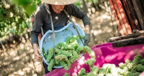 colheita uva Cooperativa Vinícola Garibaldi