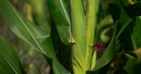 Milho Lavoura - CNA (1)