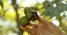 Pecan - Crédito IBPecan Divulgação