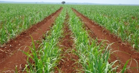 Safra Cana-de-açúcar