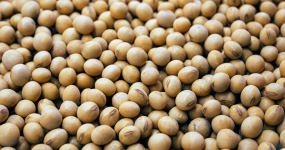 Soja