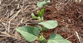 Soja recém germinada em Nova Ubiratã