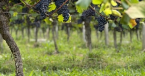 WhatsApp-Image-2026-01-27-at-14.36.55