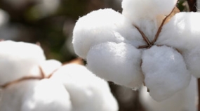 Algodão - Destaque 2 - 377x370