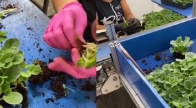 automação na produção de flores