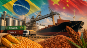 China Brasil milho e sorgo