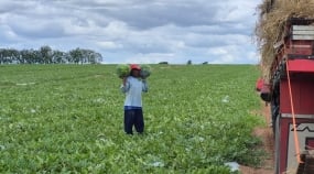 Colheita da melancia