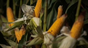 Milho Espiga - CNA (7)