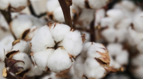 plantacao-de-semente-de-algodao