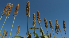 Sorgo - CNA (1)