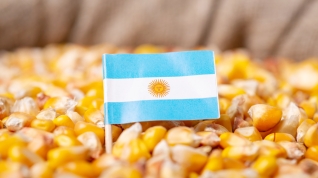 Milho Argentina