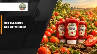 THUMB_DO CAMPO AO KETCHUP.jpg