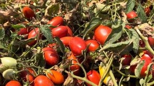 tomate industria goias - Lucas Santos