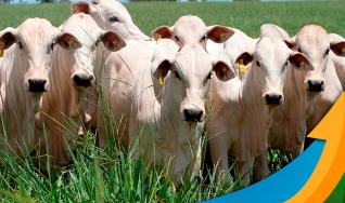 Hyberville Neto - Médico veterinário e Diretor da HN AGRO