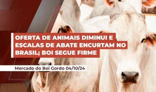 Alcides Torres - Analista de Mercado da Scot Consultoria