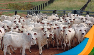 Ronaty Makuko - Consultor Comercial da Pátria Agronegócios