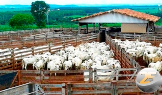 Breno Maia - Mesa de Commodities da Necton Investimentos