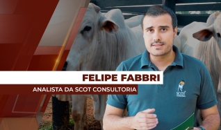 Felipe Fabbri - Analista de Mercado da Scot Consultoria
