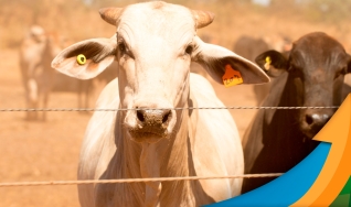 Ronaty Makuko - Consultor Comercial e Analista de Mercado da Pátria Agronegócios