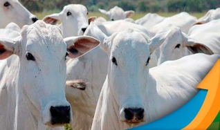 Ronaty Makuko - Consultor Comercial e Analista de Mercado da Pátria Agronegócios