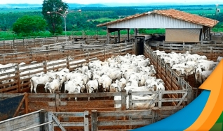 Laura Rezende - Consultora da Agrifatto