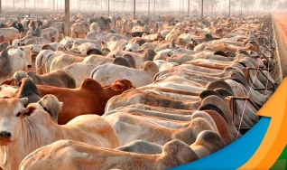 Ronaty Makuko - Consultor Comercial da Pátria Agronegócios