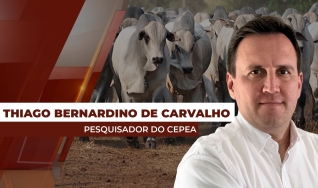 Thiago Bernardino de Carvalho - Pesquisador do Cepea