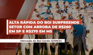 Caio Junqueira - Analista de Mercado da Cross Investimentos