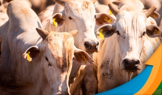 Ronaty Makuko - Consultor Comercial e Analista de Mercado da Pátria Agronegócios