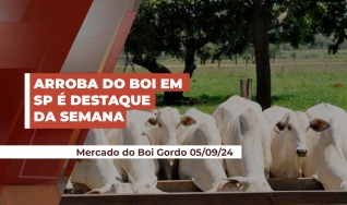 Fernando Henrique Iglesias - Analista da Safras & Mercado
