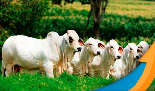 Laura Rezende - Consultora da Agrifatto