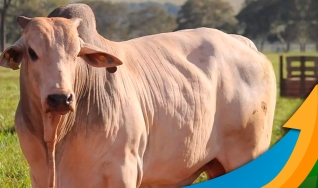 Laura Rezende - Consultora da Agrifatto