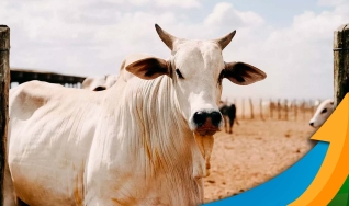 Breno Maia - Mesa de Commodities da Necton Investimentos