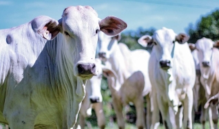Jéssica Oliveira - Eng. Agrônoma e Analista de Mercado da Scot Consultoria
