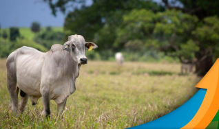 Eberti Aguiar - Consultor da Hegde Agro Consultoria